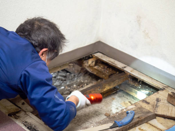 Best Localized Mold Remediation (e.g., coastal areas, humid climates) in Midway North, TX