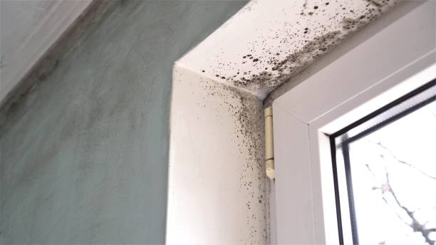 Best Preventive Mold Services in Midway North, TX