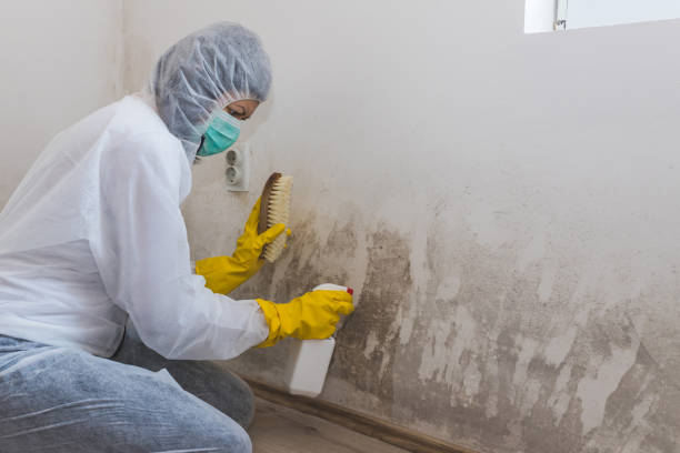 Best Residential Mold Remediation in Midway North, TX