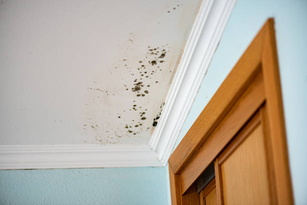Best Attic Mold Remediation in Midway North, TX