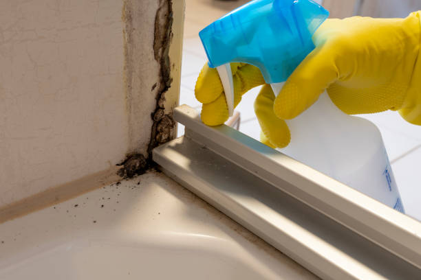 Best Bathroom Mold Remediation in Midway North, TX
