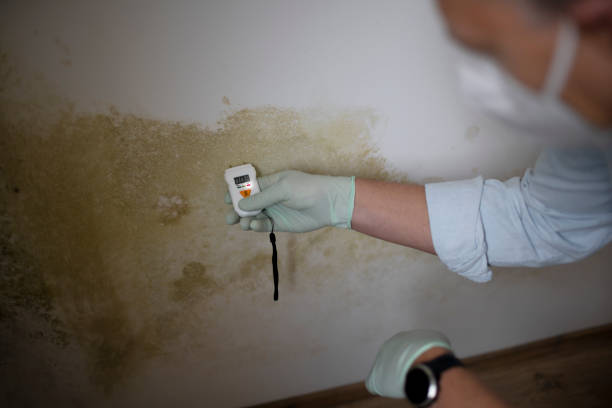 Best Residential Mold Remediation in Midway North, TX