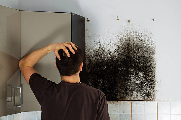 Midway North, TX Mold Removal Pros