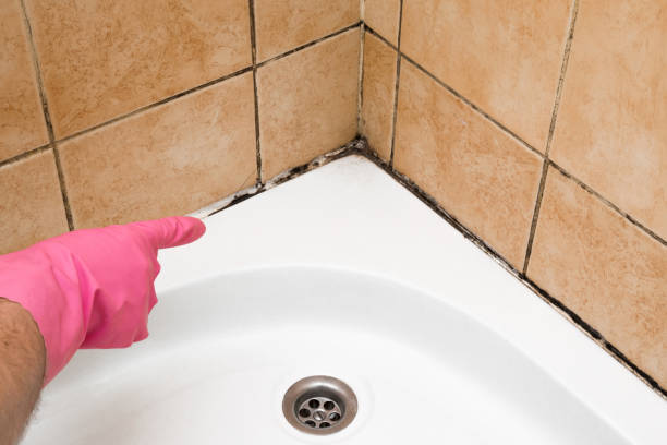 Best Post-Flood Mold Remediation in Midway North, TX